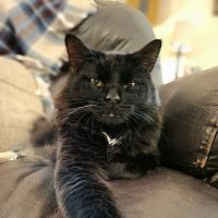 Cicero Veterinary Clinic ico