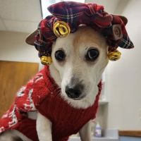 Suburban Veterinary Clinic ico