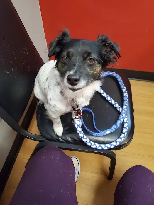 Covenant Animal Clinic - Bellbrook 1