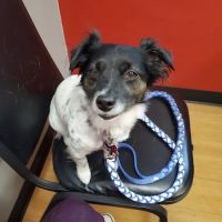 Covenant Animal Clinic - Bellbrook ico