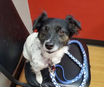 Covenant Animal Clinic - Bellbrook