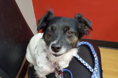Covenant Animal Clinic - Bellbrook