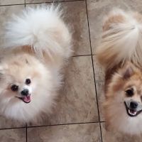 Indian Ripple Veterinary Clinic ico