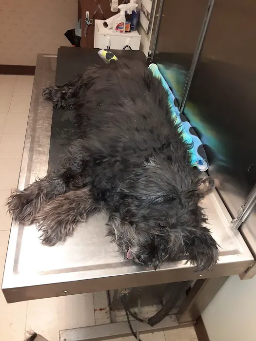 Indian Ripple Veterinary Clinic 5