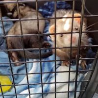 Dayton South Veterinary Clinic ico