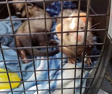 Dayton South Veterinary Clinic