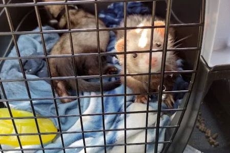 Dayton South Veterinary Clinic