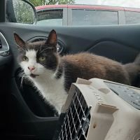 Kettering Animal Hospital ico