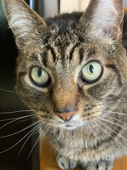 Kettering Animal Hospital 5