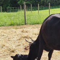 Veterinary Care & Consultation ico