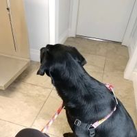 New Castle Animal Hospital: Boe Jamie A DVM ico