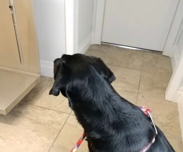 New Castle Animal Hospital: Boe Jamie A DVM