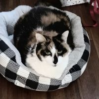New Castle Animal Hospital ico