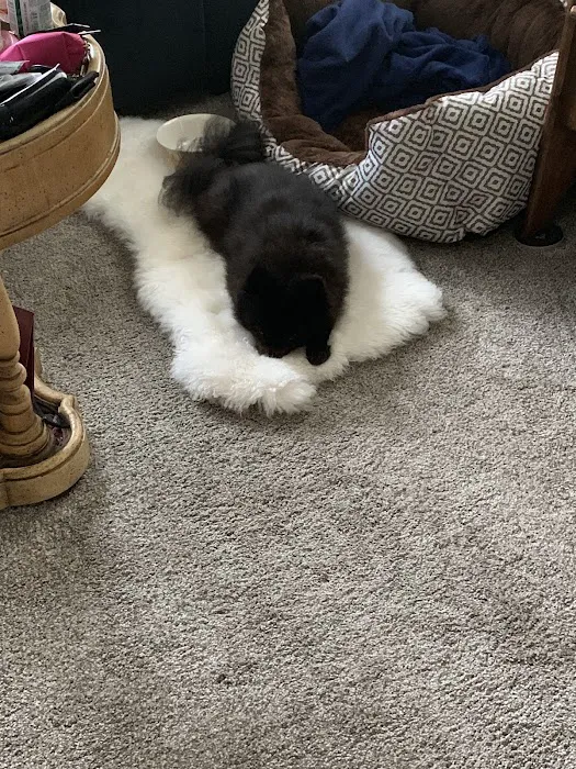 Pat's Pet Clinic 12