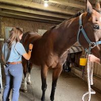 SKILLMAN Veterinary Services- Equine Veterinarian Clinic ico