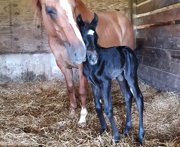 SKILLMAN Veterinary Services- Equine Veterinarian Clinic 12