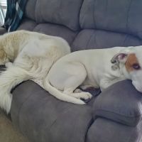 South Anderson Veterinary Clinic ico