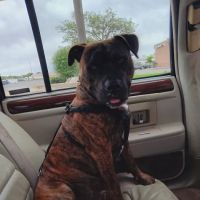 Devonshire Veterinary Clinic: Smiley Aaron DVM ico
