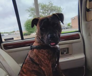 Devonshire Veterinary Clinic: Smiley Aaron DVM