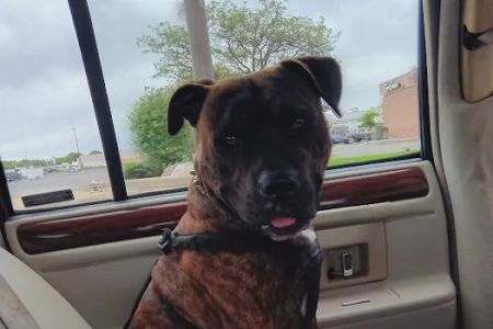Devonshire Veterinary Clinic: Smiley Aaron DVM