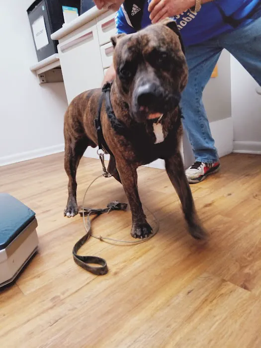 Devonshire Veterinary Clinic: Smiley Aaron DVM 12