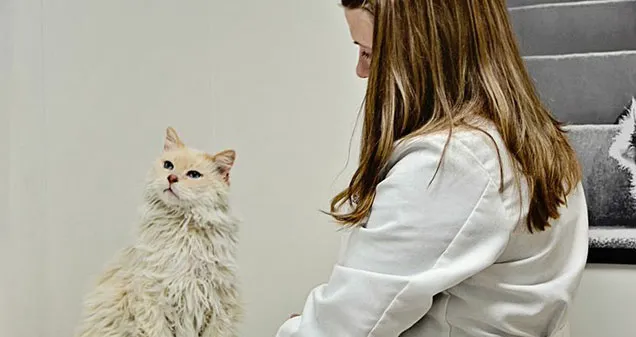 Devonshire Veterinary Clinic 12