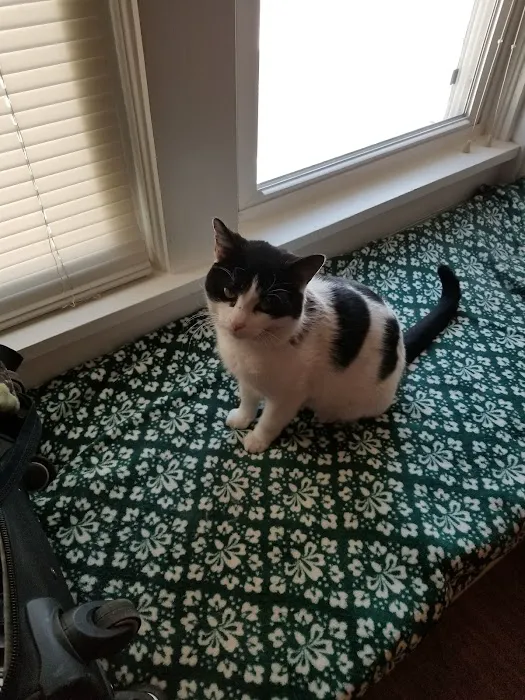 Lapel Animal Clinic 2