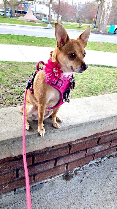 Lapel Animal Clinic 8