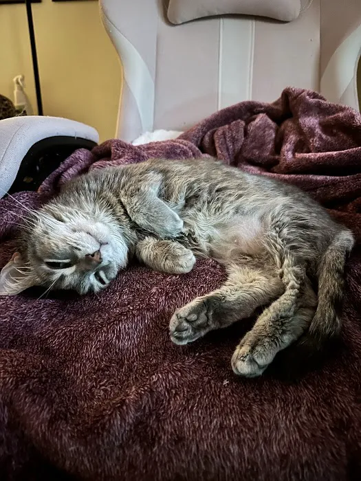 Middletown Animal Hospital 2