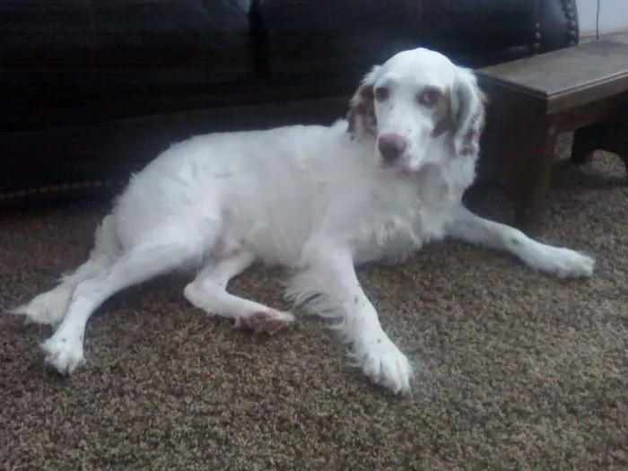 Middletown Animal Hospital 9