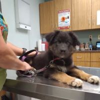 Middletown Animal Hospital ico
