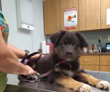 Middletown Animal Hospital