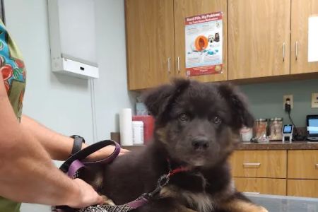 Middletown Animal Hospital
