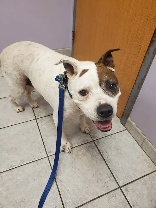 Middletown Animal Hospital 8