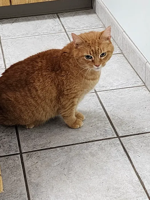 Middletown Animal Hospital 3