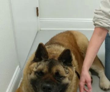 Chesterfield Animal Hospital