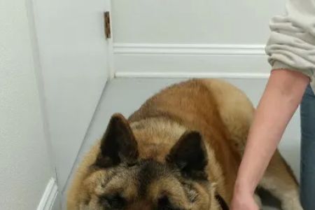 Chesterfield Animal Hospital