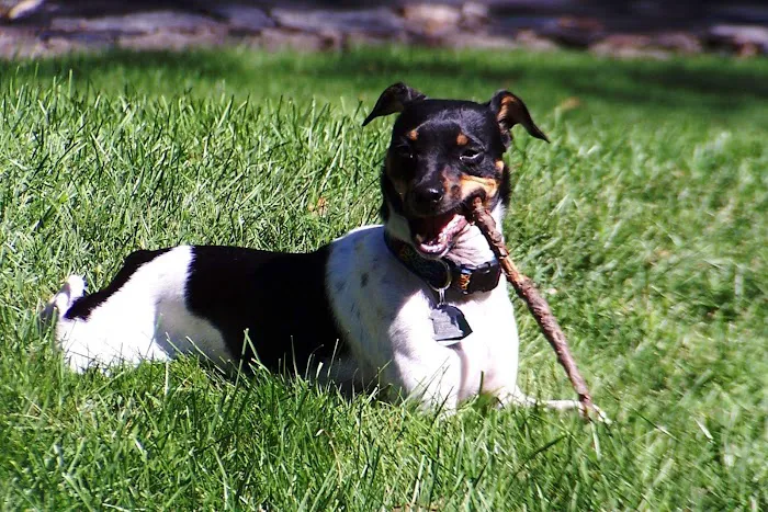 Chesterfield Animal Hospital: Martell Nicole DVM 12