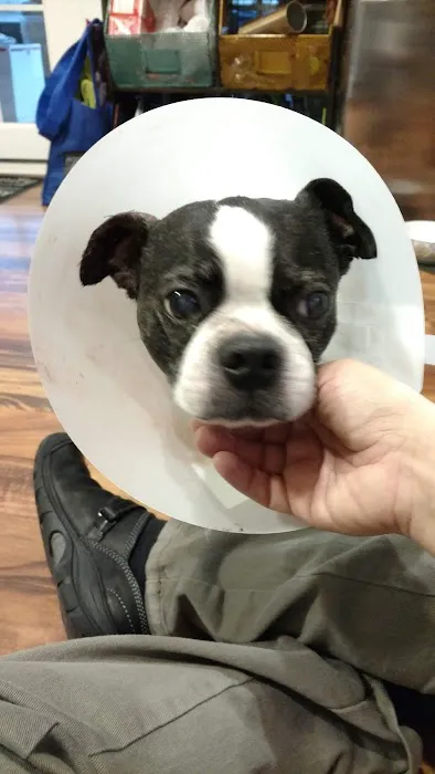 Chesterfield Animal Hospital: Martell Nicole DVM 12