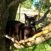 Chesterfield Animal Hospital: Martell Nicole DVM ico