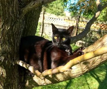 Chesterfield Animal Hospital: Martell Nicole DVM