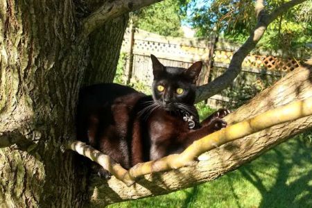 Chesterfield Animal Hospital: Martell Nicole DVM