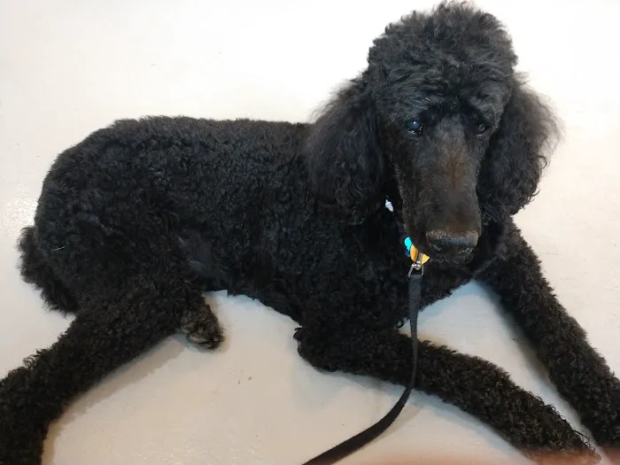 Chesterfield Animal Hospital: Martell Nicole DVM 12