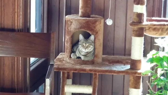 Village Veterinary Clinic 1
