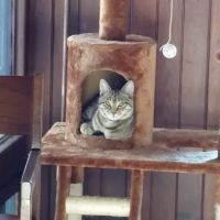 Village Veterinary Clinic ico