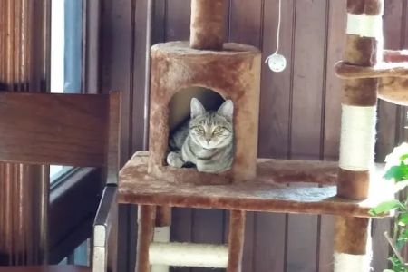 Village Veterinary Clinic