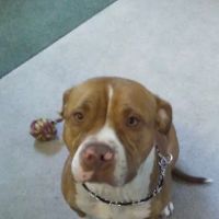 Tri-County Veterinary Clinic ico