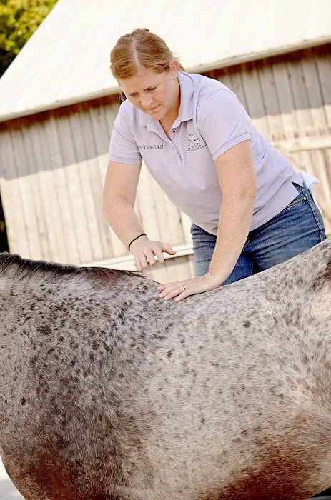 Head To Tail Chiropractic & Equine Medicine 12