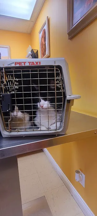 St Francis Pet Hospital 12