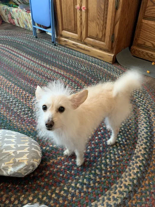 St Francis Pet Hospital 12